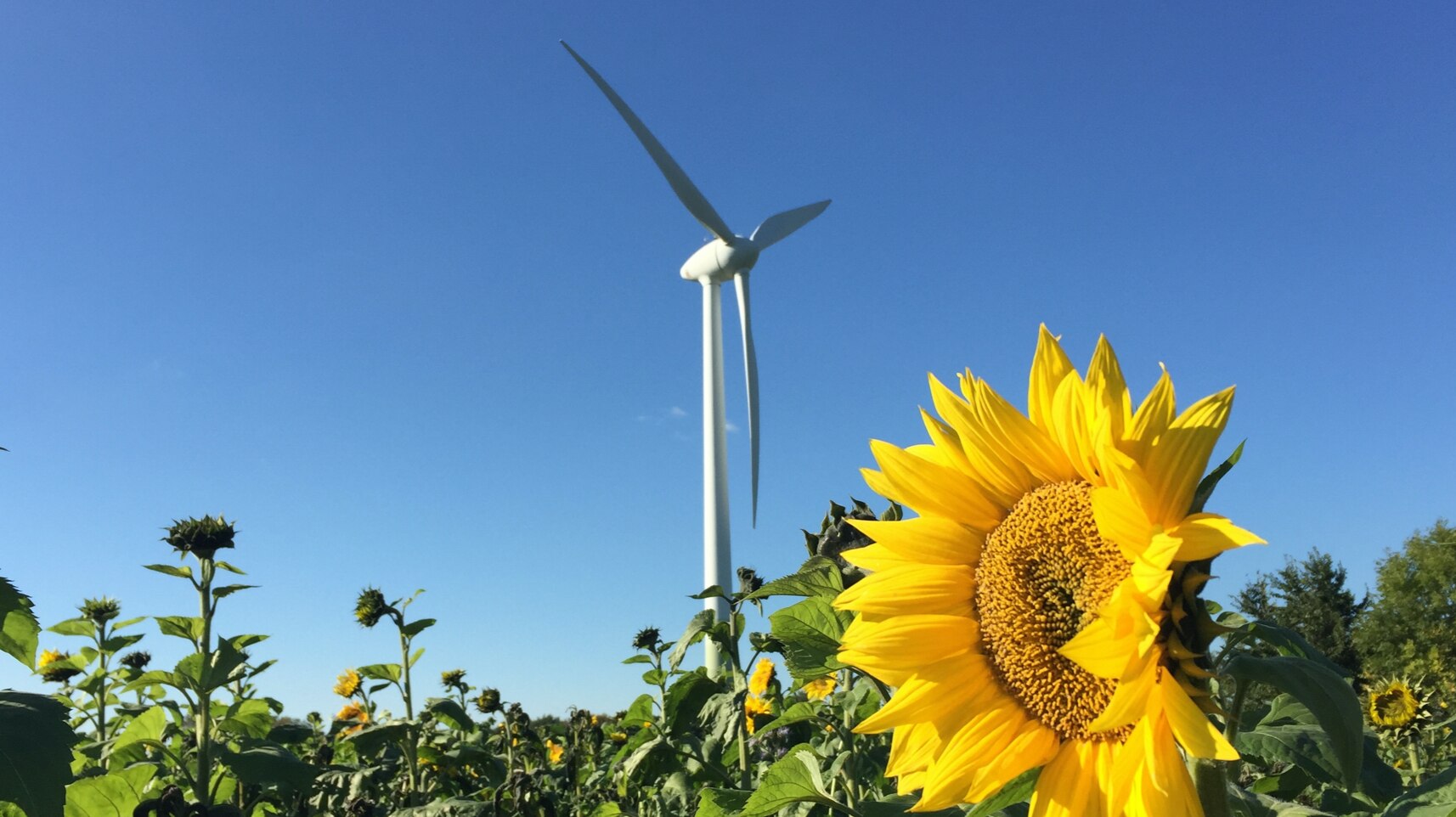 Wind turbine standing in a field of sunflowers under a clear blue sky