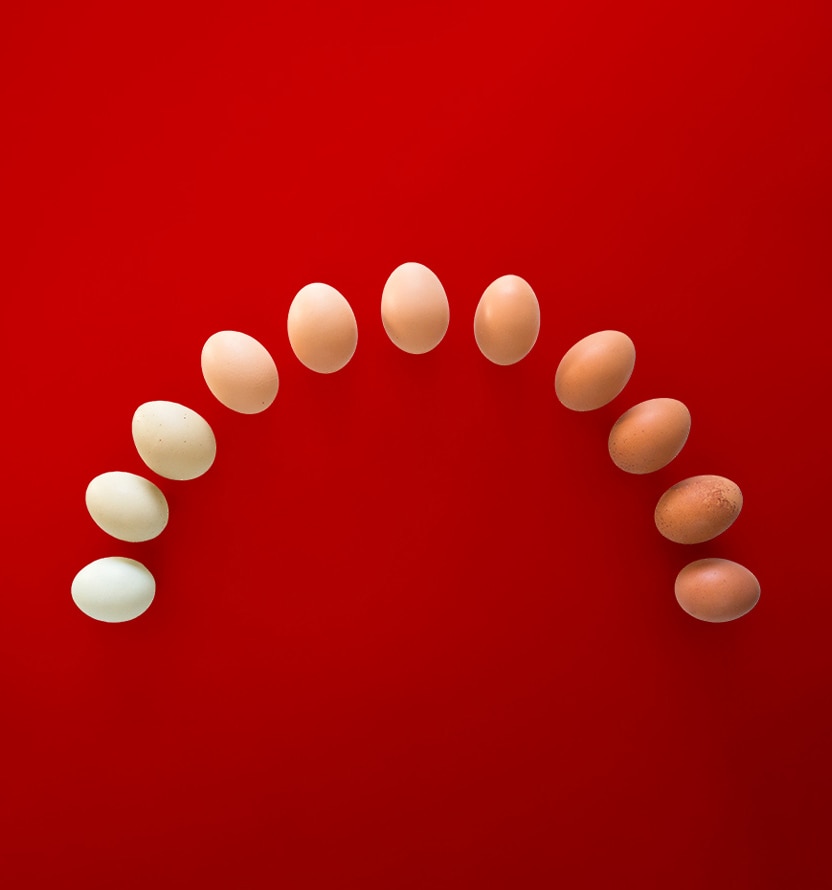 A series of eggs arranged in an upward arch on a bright red background, showing a gradual color transition from white to dark brown.