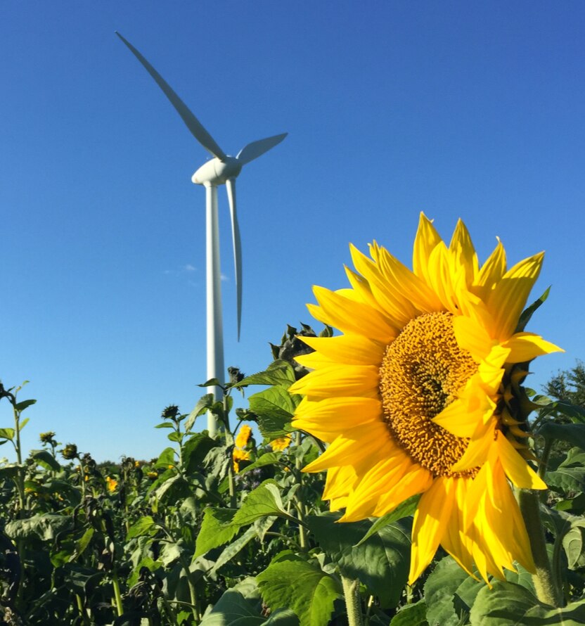 This is an image of a sunflower in a green field under a blue sky