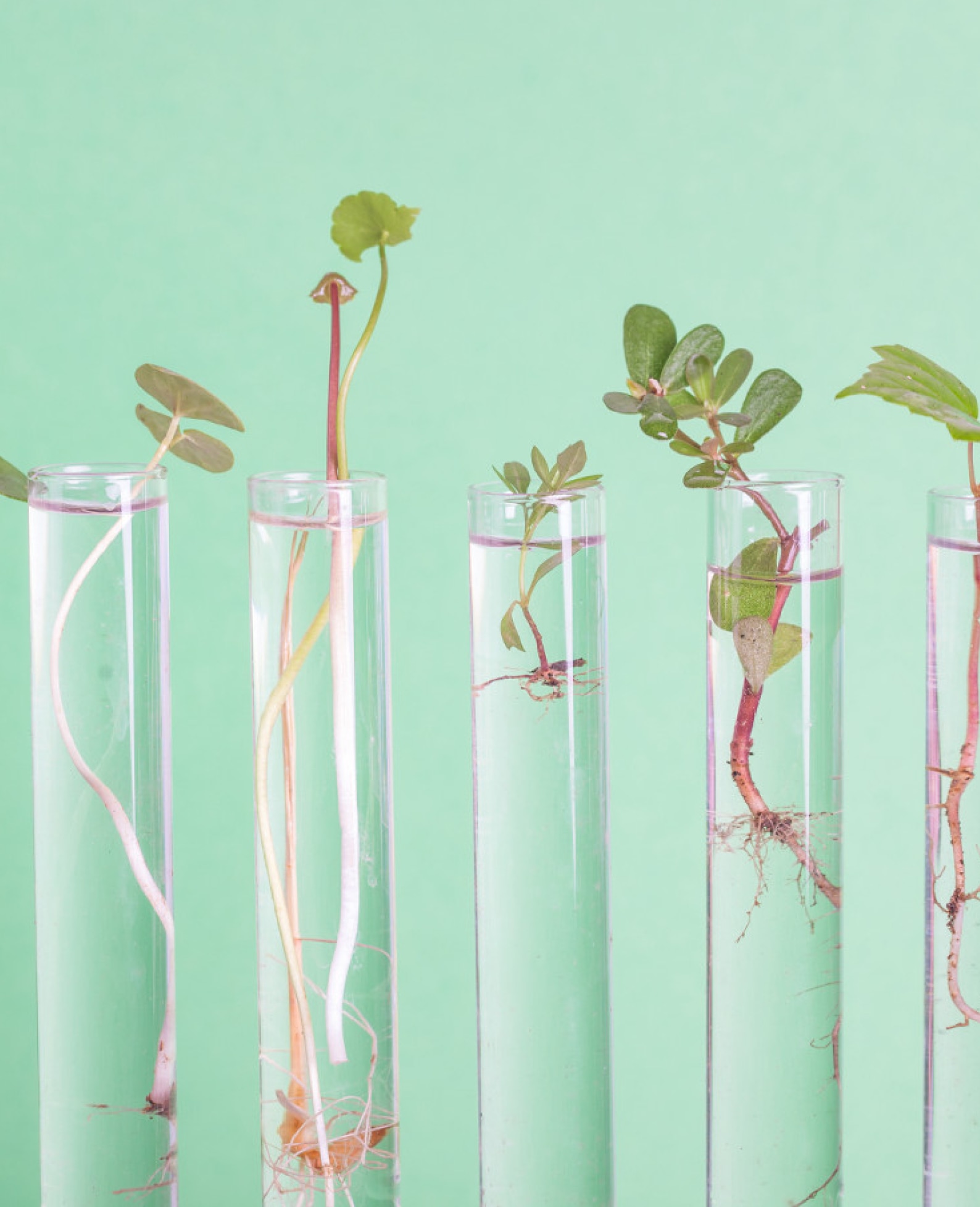 Plants growing out of glass beakers with a green background.