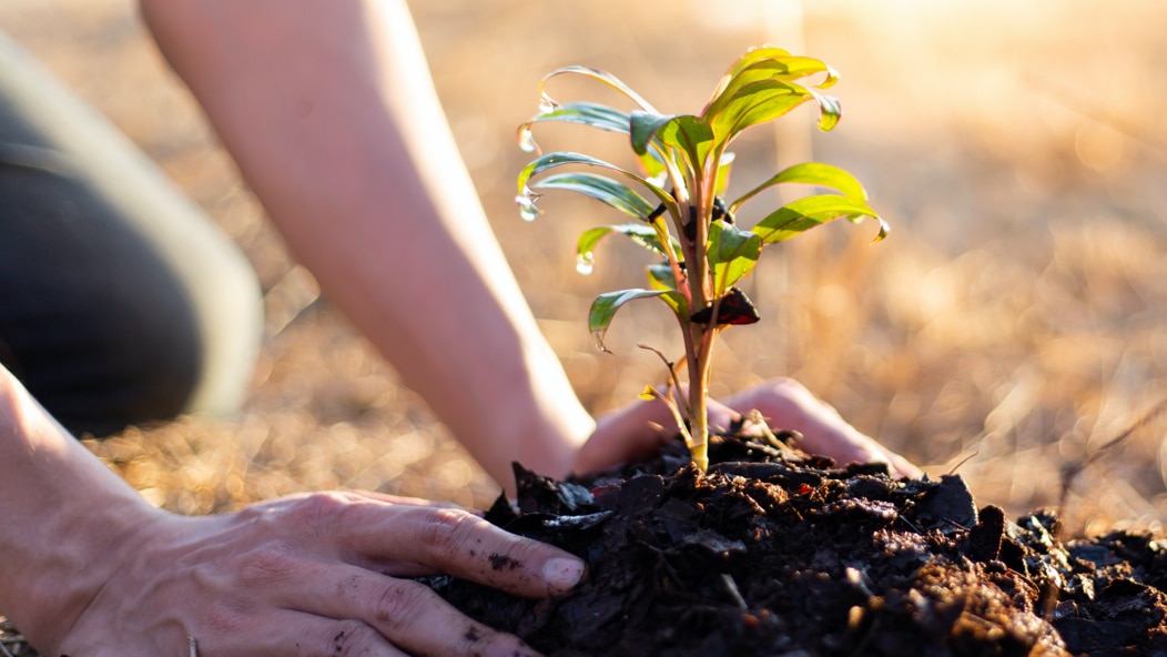 A person planting a tree. Vanguard offers many volunteer opportunities that promote a sustainable environment.